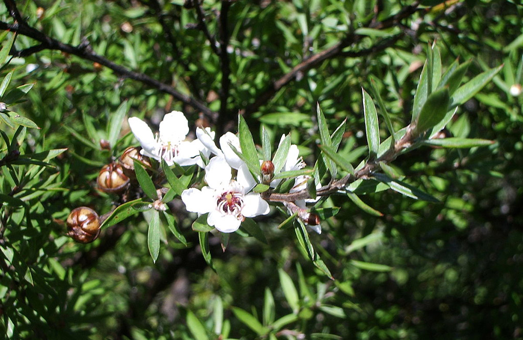 Мед и пчелы из Новой Зеландии